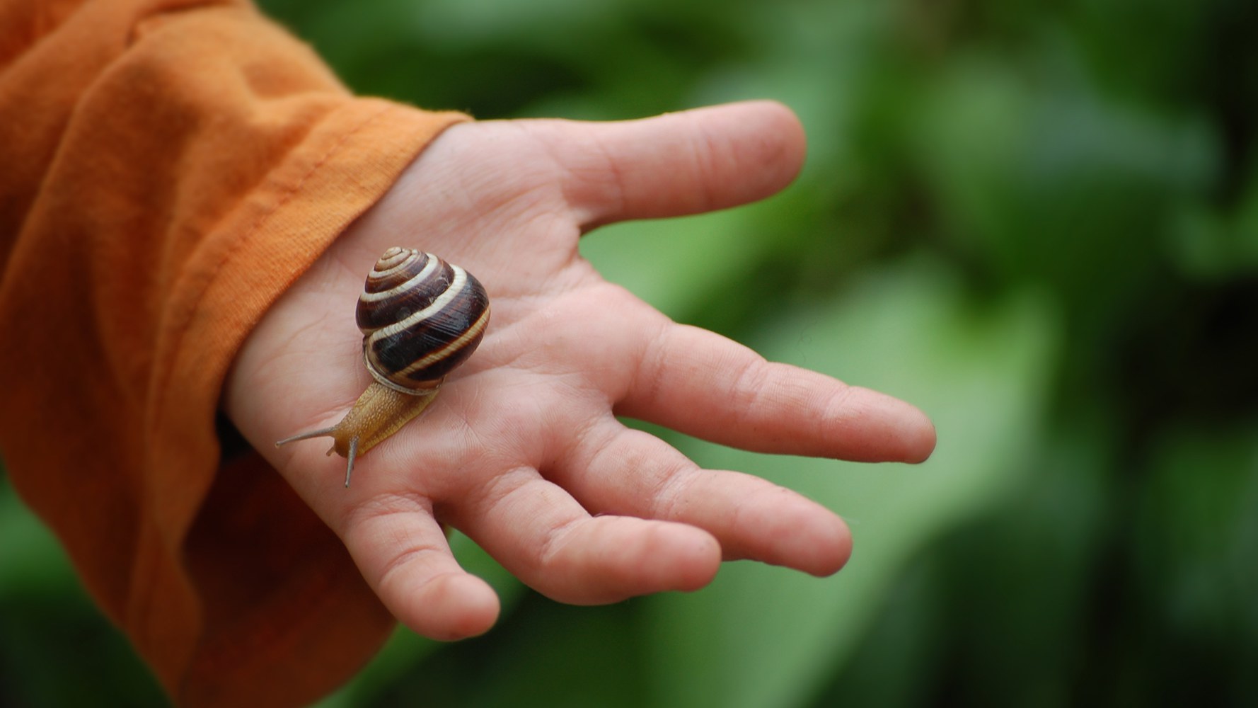 Détail d'une main d'enfant sur laquelle rampe un escargot avec sa coquille
